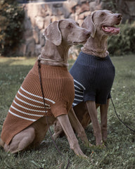 ORGANIC COTTON STRIPED DOG SWEATER | Talbots sale
