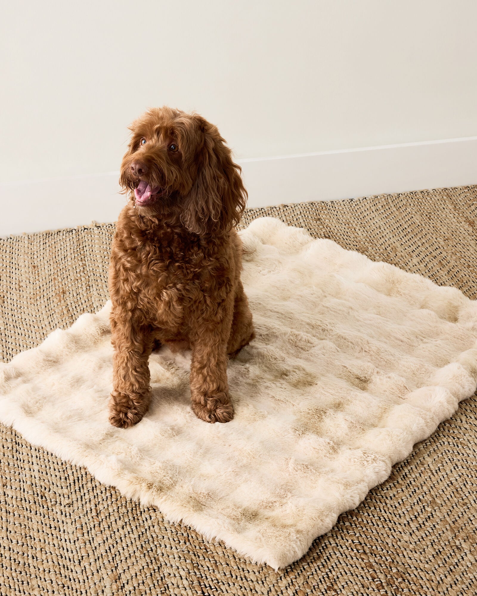 FAUX FUR PET THROW BLANKET | Talbots for sale