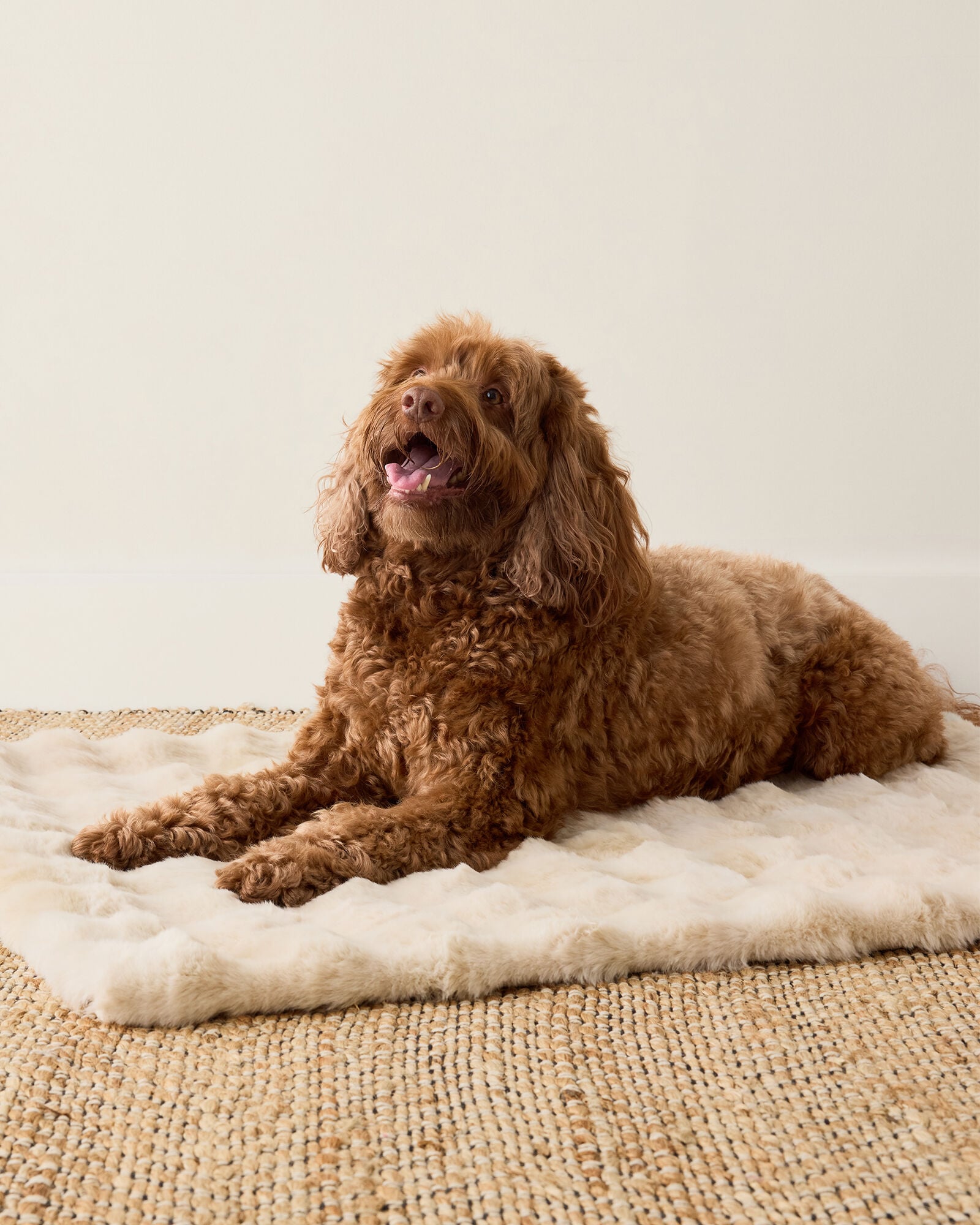 FAUX FUR PET THROW BLANKET | Talbots for sale