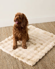 FAUX FUR PET THROW BLANKET | Talbots for sale